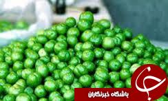 آغاز برداشت "گوجه سبز" در گیلان