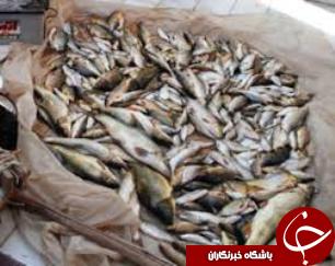 دستگیری ماهیگیران متخلف در مسجدسلیمان