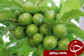 آغاز برداشت گوجه سبز از باغ های گیلان