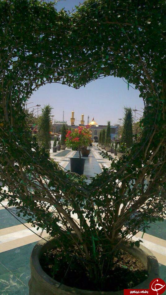 تصاویر اختصاصی باشگاه خبرنگاران از گل آرایی ضریح امام حسین(ع)