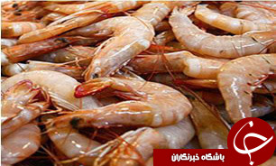 برگزاری همایش یک روزه مبانی پیشرفته پرورش میگو دربندرعباس