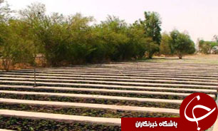 سود باغداران در آلمان به شدت کاهش یافت