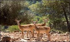 برپایی نمایشگاه سیار تنوع زیستی در خراسان جنوبی