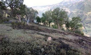 ثبت نخستین آتش سوزی درجنگل های استان کردستان