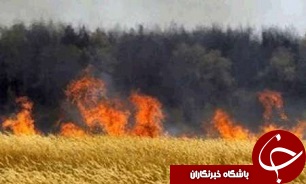 آتش سوزی در 300 هکتار از مزارع گلستان
