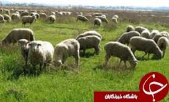 صادرات 520 هزار دلاری محصولات دامی خراسان جنوبی