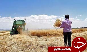 تحويل 75 هزار تن از مرغوب ترین گندم کشور در گلستان