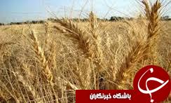 تولید ۱۶ هزار تن گندم در گمیشان در استان گلستان