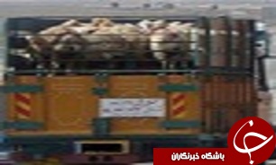 216 راس دام قاچاق تحویل دامپزشکی شد