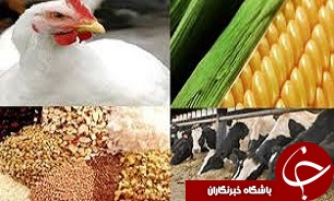 سال گذشته بیش از 129 هزار تن انواع نهاده های دامی در قزوین توزیع شده است