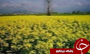 پایان عملیات داشت کلزا در شهرستان البرز