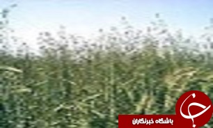 پایان عملیات کنترل علف های هرز گندم و جو در شهرستان البرز