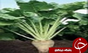 پایان کشت چغندرقند در شهرستان البرز