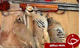شش قطعه کبک در شهرستان بویین زهرا از دام صیادان رهایی یافتند