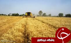 آغاز برداشت گندم و بکار گیری 52 دستگاه کمباین بومی و مهاجر در شهرستان رامیان