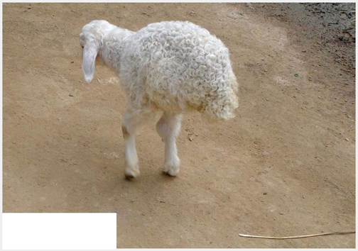 حیوانات جهش یافتۀ عجیب و غریب + عکس