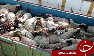 202 رأس دام قاچاق تحویل اداره دامپزشکی البرز