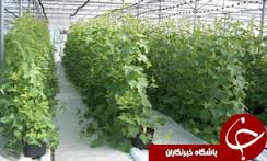 با فعالیت 222 واحد گلخانه ای در همدان؛
همدان مقام نخست تولید سبزی و صیفی گلخانه ای غرب کشور