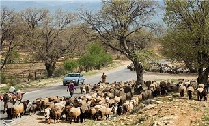 آغاز کوچ عشایر شاهسون در اردبیل