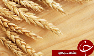 آغاز برداشت گندم از بیش از ۱۰ هزار هکتار مزارع ورامین