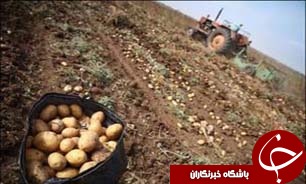 اختصاص یارانه صادراتی به سیب زمینی گلستان