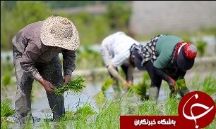 پایان نشای برنج در گیلان