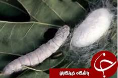 پایان توزیع تخم نوغان درگیلان