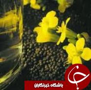 خرید بدون محدودیت کلزا از کشاورزان خوزستانی