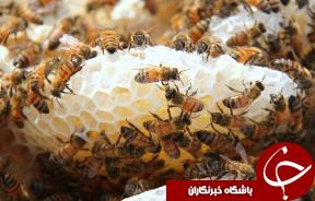 آغاز برداشت عسل در گیلان