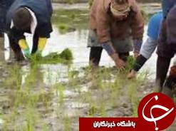 کشت 98درصدی شالیزارهای گیلان
