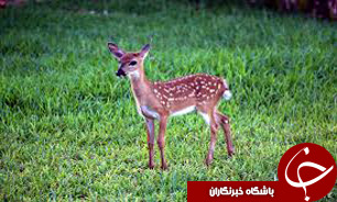 هديه رئیس پلیس کیش به مامور پليس