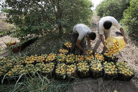 سرمازدگی بهاره غرب بر واردات و صادرات تاثیری ندارد/مازاد تولید پرتقال داریم