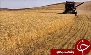 حدود  10 درصد گندم کشور در گلستان تولید می‌شود