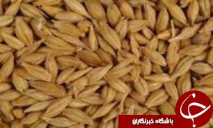 برداشت بیش از 160 هزار تن جو از مزارع گلستان