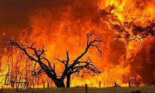 آتش‌ به جان جنگل‌های بلوط افتاد
