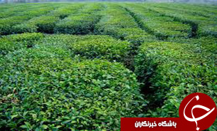 پايان كشت بهاره محصولات کشاورزی در گیلان