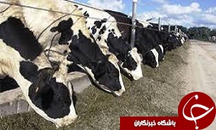 آغاز مایه کوبی تب برفکی در دامهای آبیک