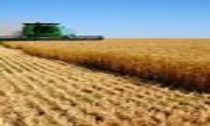 افزایش تولید محصول گندم در اردبیل/آمادگی 65 مرکز خرید گندم