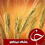 برداشت 380 هزار تن از با کیفیت ترین گندم کشور در گلستان