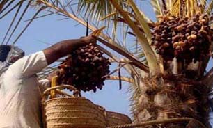 آغاز برداشت خرما از نخیلات بندرعباس