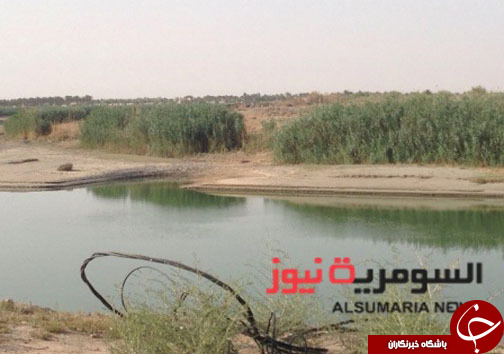 فتوای داعش برای &laquo;کبوتر بازی&raquo;/