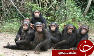 شامپانزه ها مي توانند آشپزي كنند!