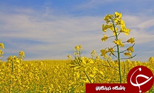 تنش خشکی در کلزا عاملی برای کاهش چشمگیر تعداد خورجین در بوته