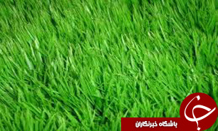 آیا می‌دانید «چمن» خاصیت درمانی دارد؟