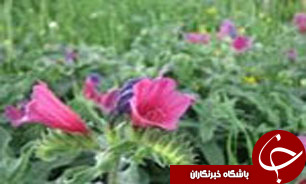 برگزاری جشنواره گیاهان دارویی در گردنه حیران