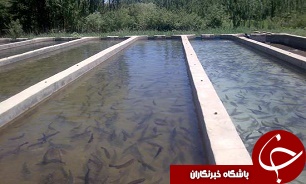 رها کردن میلیون ها بچه ماهی در رودخانه های گیلان