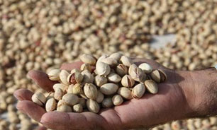پسته سیستان و بلوچستان دیگر نمی خندد/محصول بدون شناسنامه