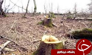 حکمی که به جای هرس به قتل عام درختان ختم شد