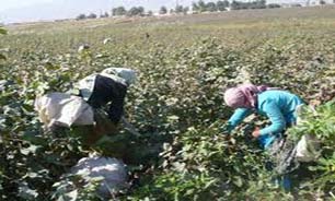 پیاز دارویی موضعی برای دردها