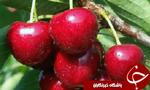 آغاز برداشت گیلاس در گیلان